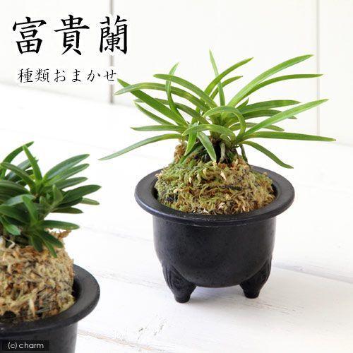 富貴蘭 【毘沙門天】5本