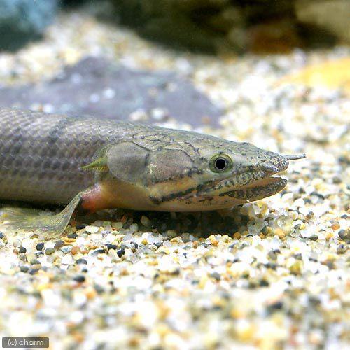 ポリプテルスウィークシー チャーム（charm） （熱帯魚）ポリプテルス・ウィークシー（ワイルド