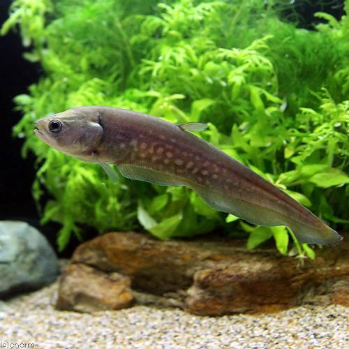 熱帯魚）アロワナ・ナイフフィッシュ アファー（1匹） 北海道・九州