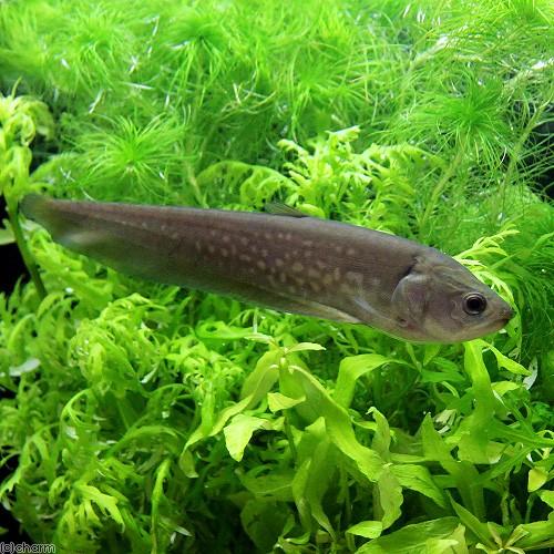 熱帯魚）アロワナ・ナイフフィッシュ アファー（1匹） 北海道・九州