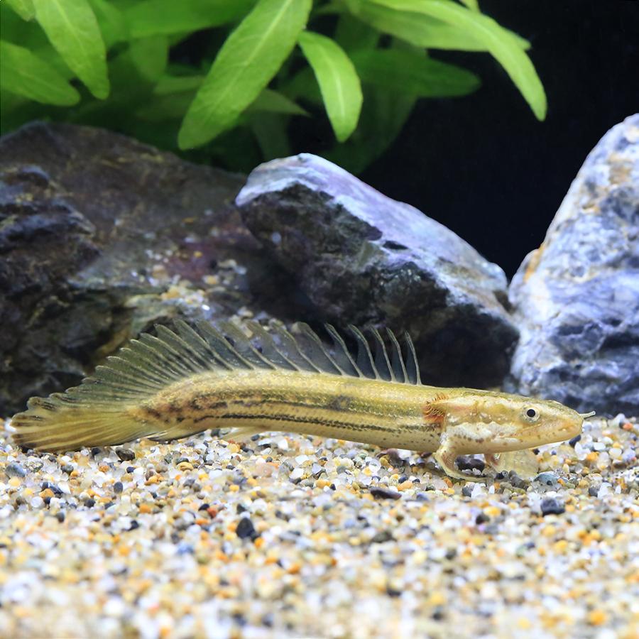 熱帯魚）ポリプテルス・ビキール・ビキール Sサイズ（1匹） 北海道 