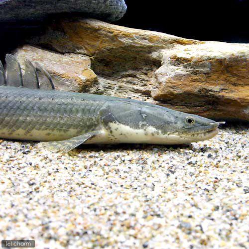 ポイント10倍 熱帯魚 ポリプテルス ビキール ビキール ２４ ２８ｃｍ ワイルド １匹 沖縄別途送料 北海道 九州航空便要保温 完売 Cih Dev Humbird Com