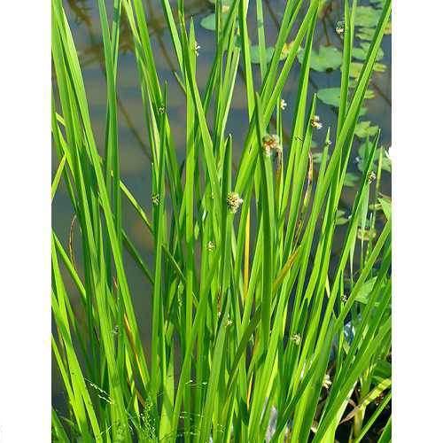 （ビオトープ）水生植物　カンガレイ（１ポット）　抽水植物　日本産水草（Yahoo!・charm 第2ヤフー店）