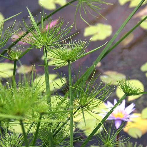 （ビオトープ）水生植物　ミニパピルス（１ポット）　湿性植物（Yahoo!・charm 第2ヤフー店）