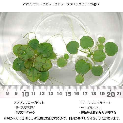 チャーム（charm） （浮草）アマゾンフロッグビット（無農薬）（5株
