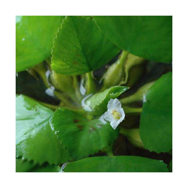 （ビオトープ）水生植物　ヒシ（１株）　浮葉植物（Yahoo!・charm 第2ヤフー店）