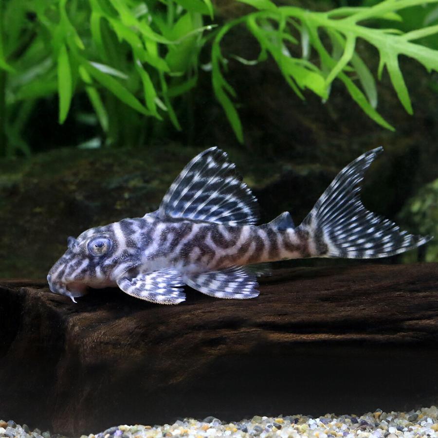 （熱帯魚）キングダップルド・ペコルティア　Ｌ−４００（ブリード）（１匹）　沖縄別途送料　北海道・九州航空便要保温_1