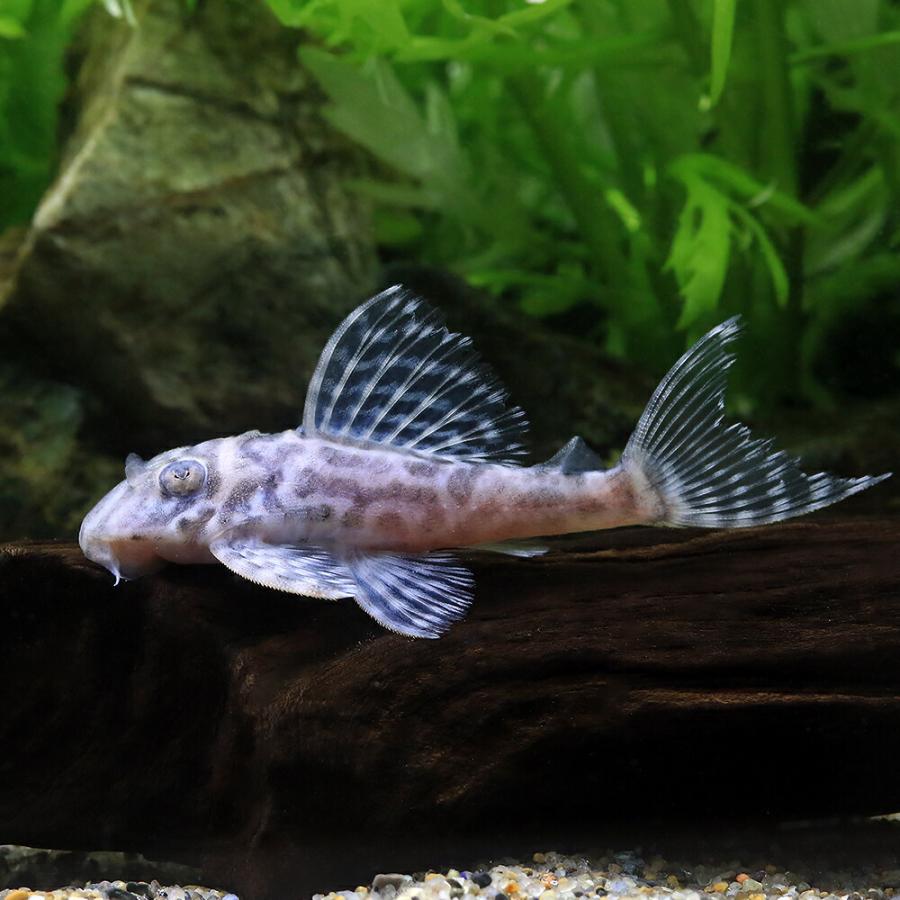 （熱帯魚）キングダップルド・ペコルティア　Ｌ−４００（ブリード）（１匹）　沖縄別途送料　北海道・九州航空便要保温_2