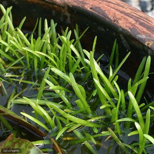 （ビオトープ）水生植物　ウリカワ（サジタリア・ピグマエア）（１ポット）　抽水植物　日本産水草（Yahoo!・charm 第2ヤフー店）
