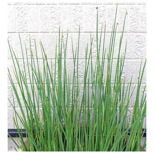（ビオトープ）水生植物　フトイ（１ポット）　抽水植物（Yahoo!・charm 第2ヤフー店）