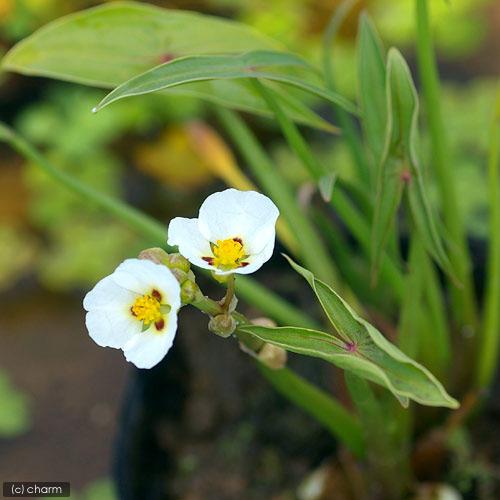 （ビオトープ）水生植物　タイリンオモダカ　３号（１ポット）（Yahoo!・charm 第2ヤフー店）
