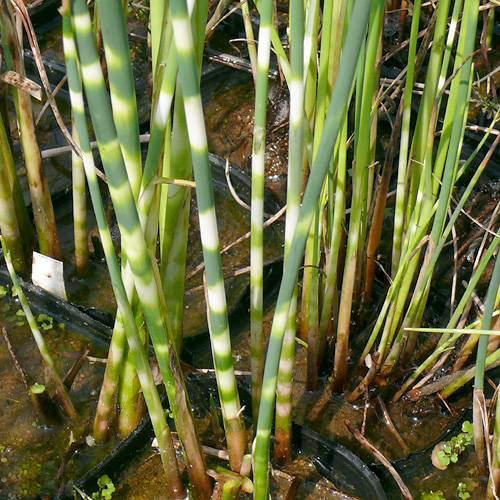 （ビオトープ）水生植物　ヨコシマフトイ（１ポット）　抽水植物（Yahoo!・charm 第2ヤフー店）