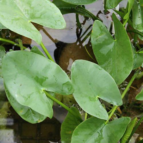 （ビオトープ）水生植物　河骨　ヒメコウホネ（１ポット）　浮葉植物（Yahoo!・charm 第2ヤフー店）