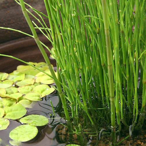 （ビオトープ）水生植物　ミズトクサ（１ポット）　抽水植物（Yahoo!・charm 第2ヤフー店）