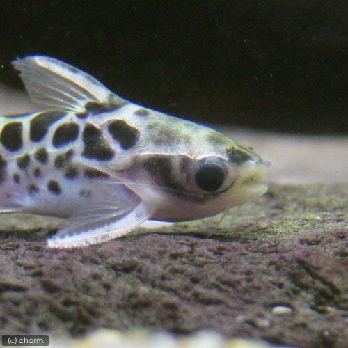 （熱帯魚）ゴールデンレオパードタティア（ワイルド）（３匹）　北海道・九州航空便要保温_1