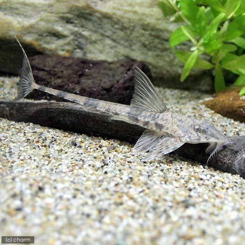 （熱帯魚）トライアングル・ロリカリア（１匹）　北海道・九州航空便要保温_1