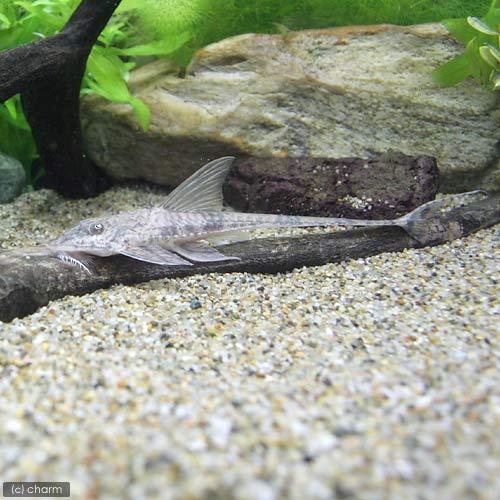 （熱帯魚）トライアングル・ロリカリア（１匹）　北海道・九州航空便要保温_2