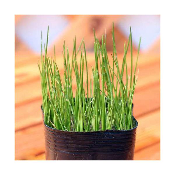 （ビオトープ）水生植物　ヒメホタルイ（１ポット）　抽水〜湿性植物（Yahoo!・charm 第2ヤフー店）