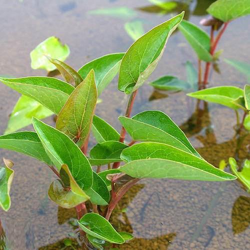 （ビオトープ）水生植物　サウルルス（アメリカハンゲショウ）（１ポット）　抽水植物（Yahoo!・charm 第2ヤフー店）