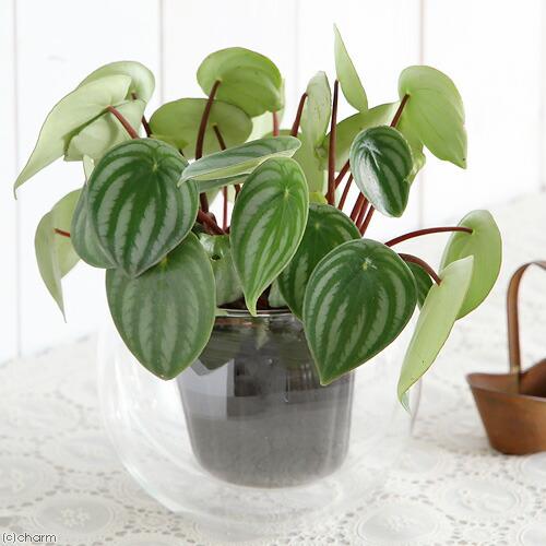 観葉植物）ペペロミア サンデルシー（スイカペペ） 3〜3．5号（1