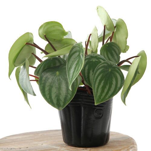 観葉植物）ペペロミア サンデルシー（スイカペペ） 3〜3．5号（1