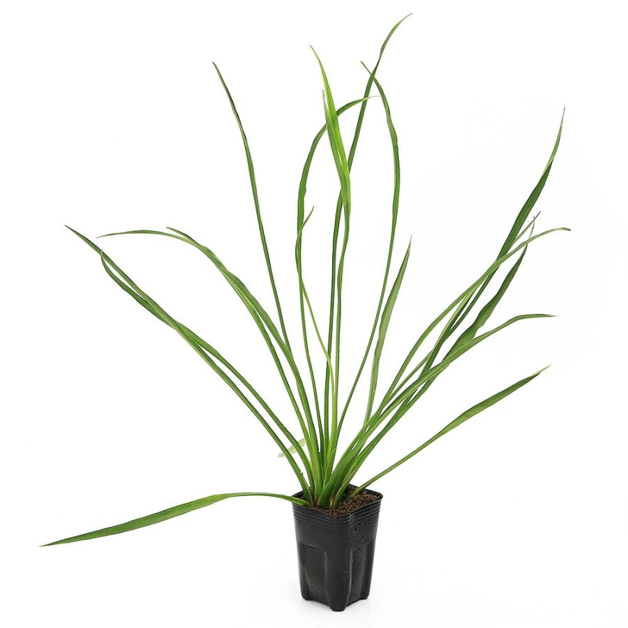 （ビオトープ）水生植物　ホソバヘラオモダカ（１ポット）　抽水植物（Yahoo!・charm 第2ヤフー店）