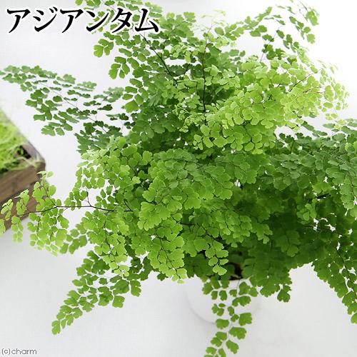 （観葉植物）アジアンタム　４号（１鉢）（Yahoo!・charm 第2ヤフー店）
