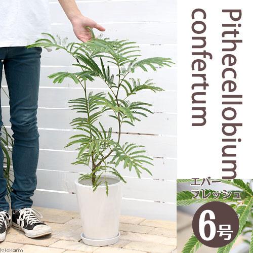 チャーム（charm） （観葉植物）エバーフレッシュ 6号（1鉢