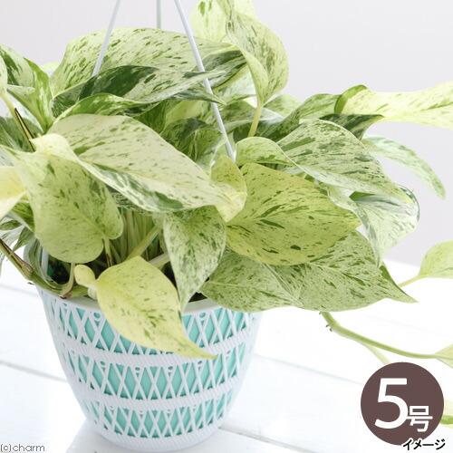（観葉植物）ポトス　マーブルクイーン　吊り鉢タイプ　５号（１鉢）（Yahoo!・charm 第2ヤフー店）