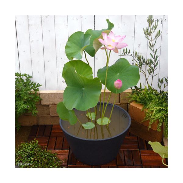 （ビオトープ）（めだか）初心者向け　睡蓮鉢で育てるメダカ飼育セット（グレー）花色おまかせハス＋ひめだか６匹　説明書付　本州四国限定　飼育セット（Yahoo!・charm 第2ヤフー店）