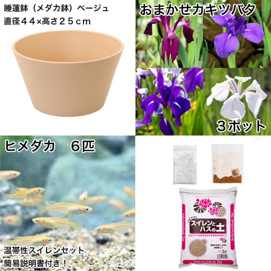 ビオトープ）初心者向け 睡蓮鉢で育てる メダカ飼育セット（ベージュ 