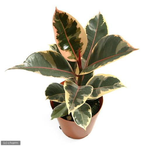 チャーム（charm） （観葉植物）フィカス エラスティカ ルビー 4号