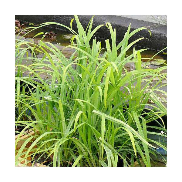 （ビオトープ）水生植物　カサスゲ（１ポット）　湿生植物（Yahoo!・charm 第2ヤフー店）