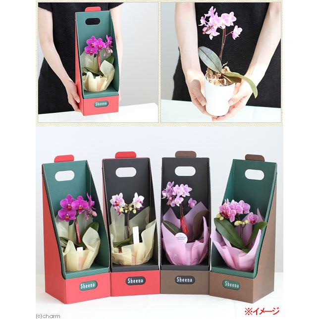 ○母の日ギフト○マイクロ胡蝶蘭 花色おまかせ 1本立ち 2．5号（1