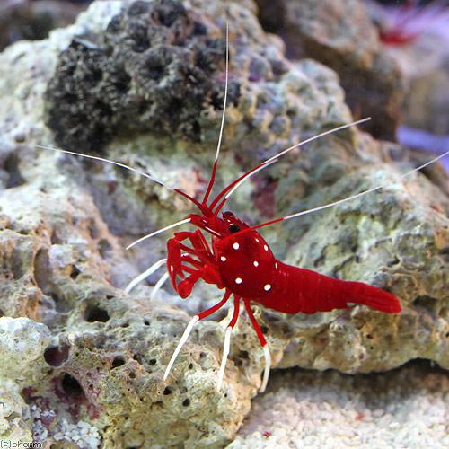 （海水魚）エビ　太平洋型　ホワイトソックスシュリンプ（３匹）　北海道・九州航空便要保温_2