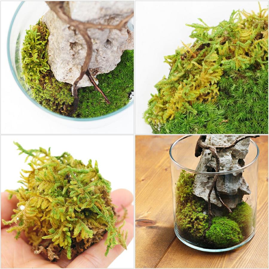 Leaf Corp インスタント苔 ハイゴケSS 外径13cm×8cm ドライ