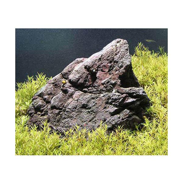 チャーム（charm） （水草）60cm水槽用 ベトナムゴマノハグサ