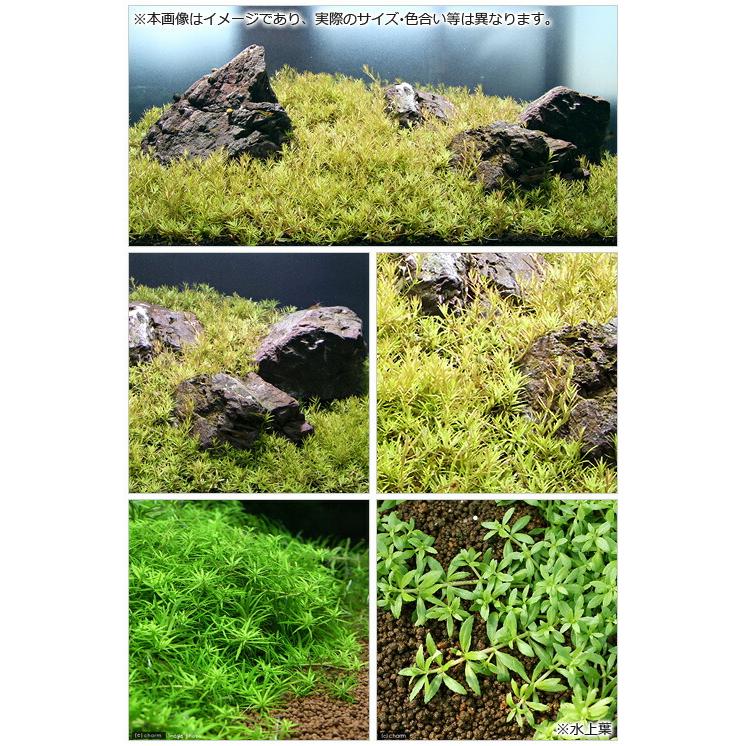 チャーム（charm） （水草）60cm水槽用 ベトナムゴマノハグサ
