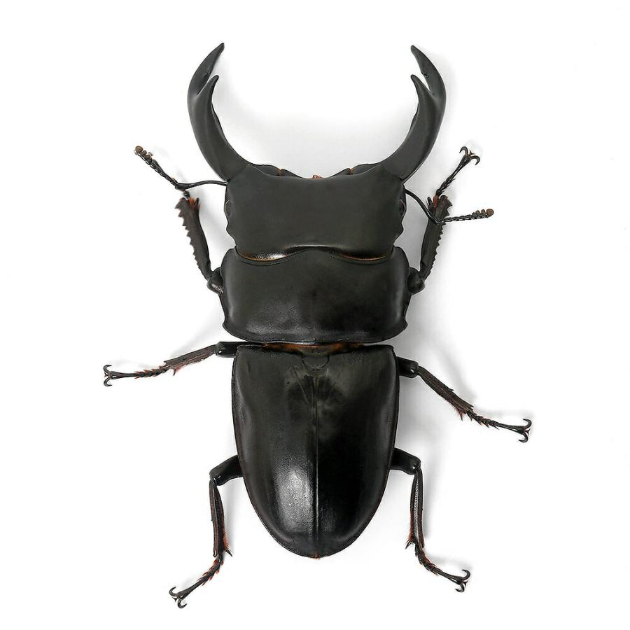 （昆虫）国産オオクワガタ　兵庫県阿古谷産　成虫　７０〜７４ｍｍ（１ペア）　北海道・九州航空便要保温