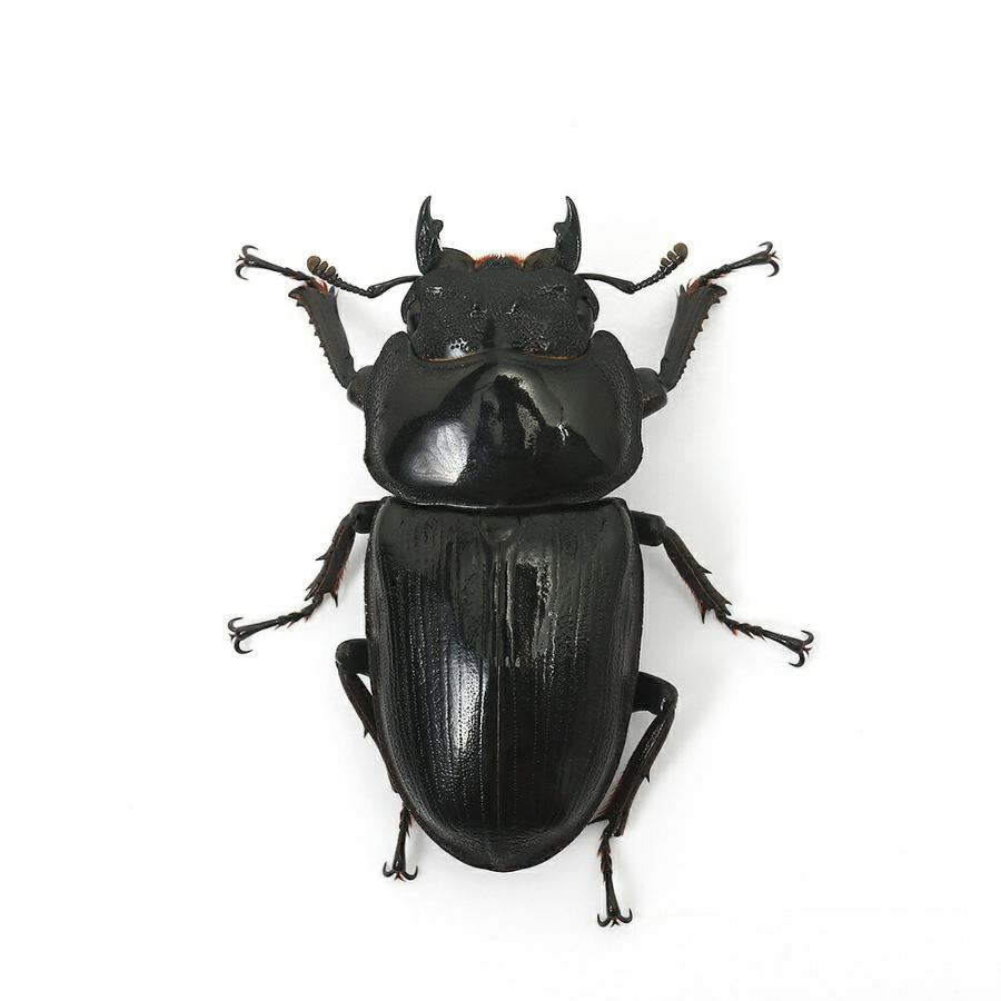 （昆虫）国産オオクワガタ　兵庫県阿古谷産　成虫　７０〜７４ｍｍ（１ペア）　北海道・九州航空便要保温