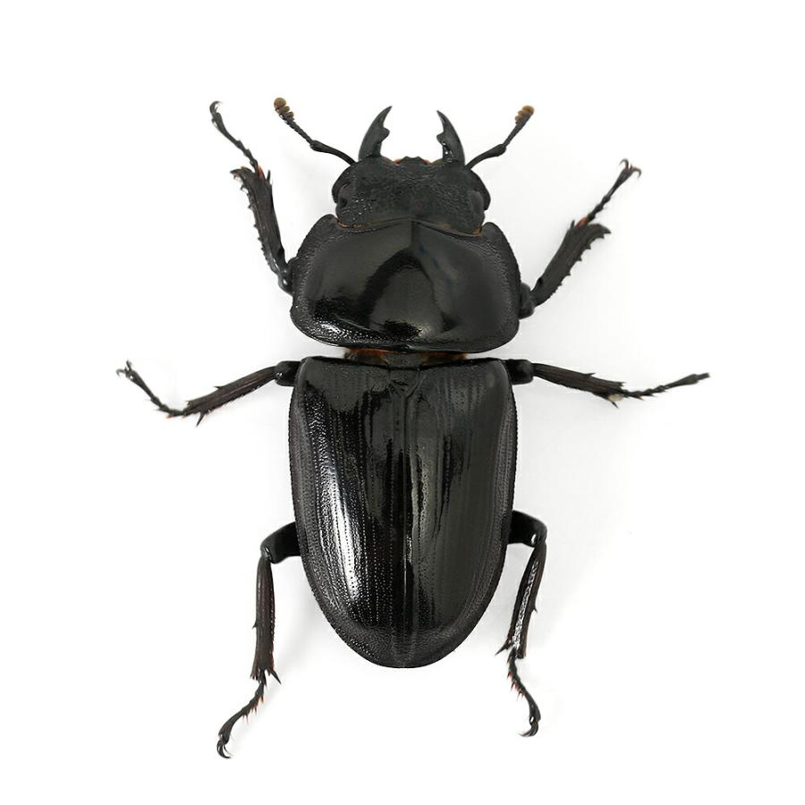 チャーム（charm） （昆虫）国産オオクワガタ 福岡県久留米市産 成虫 