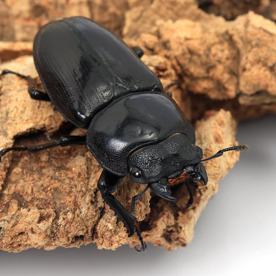 国産オオクワガタ 昆虫）国産オオクワガタ 岡山県津山市産 成虫 60〜64mm（1ペア