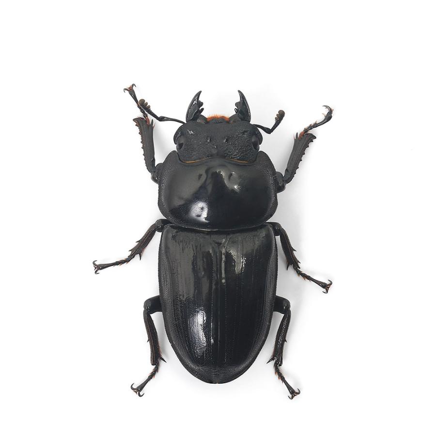 昆虫）国産オオクワガタ 岡山県津山市産 成虫 60〜64mm（1ペア