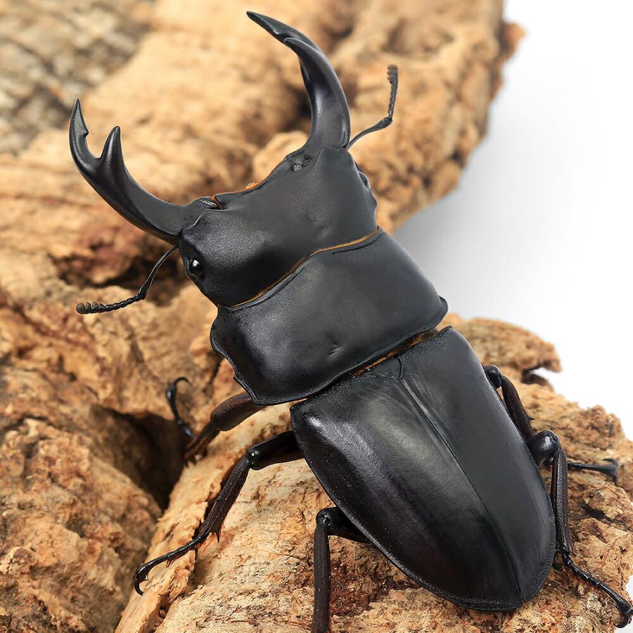 昆虫）国産オオクワガタ 岡山県津山市産 成虫 65〜69mm（1ペア