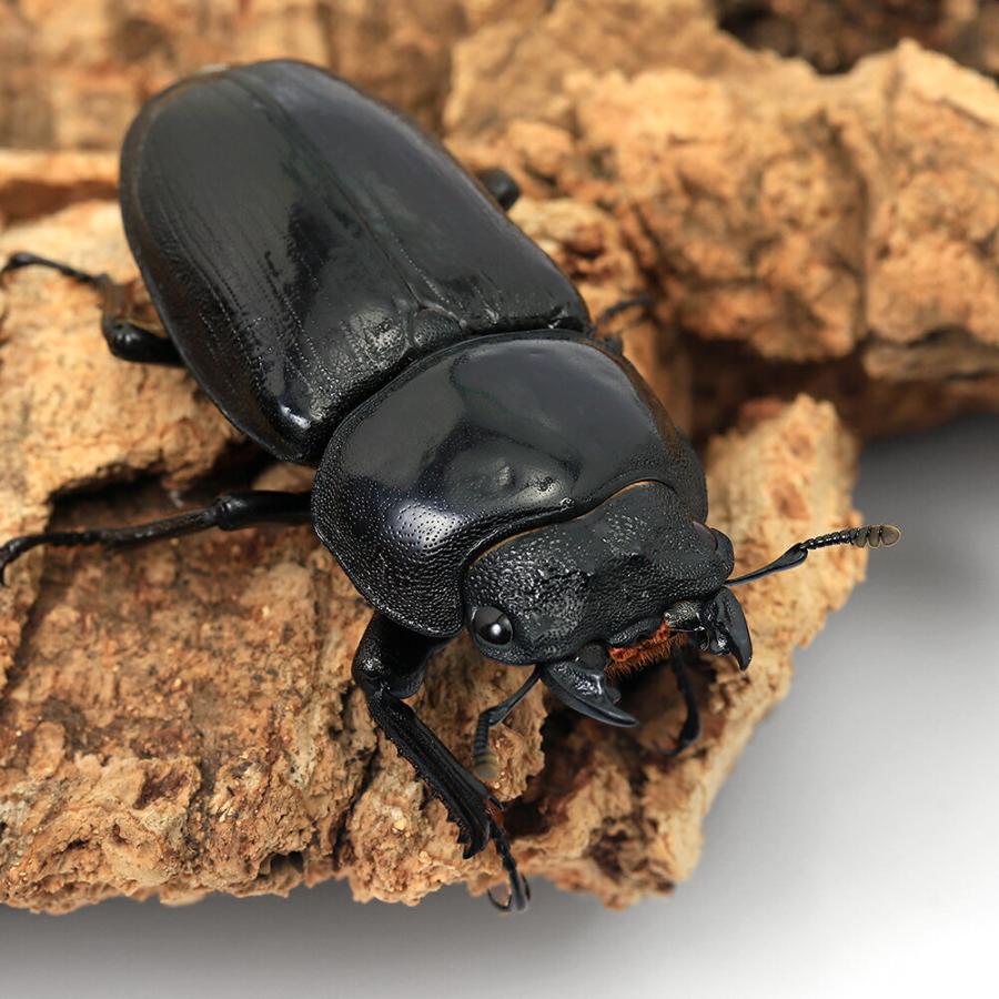 昆虫）国産オオクワガタ 岡山県津山市産 成虫 65〜69mm（1ペア