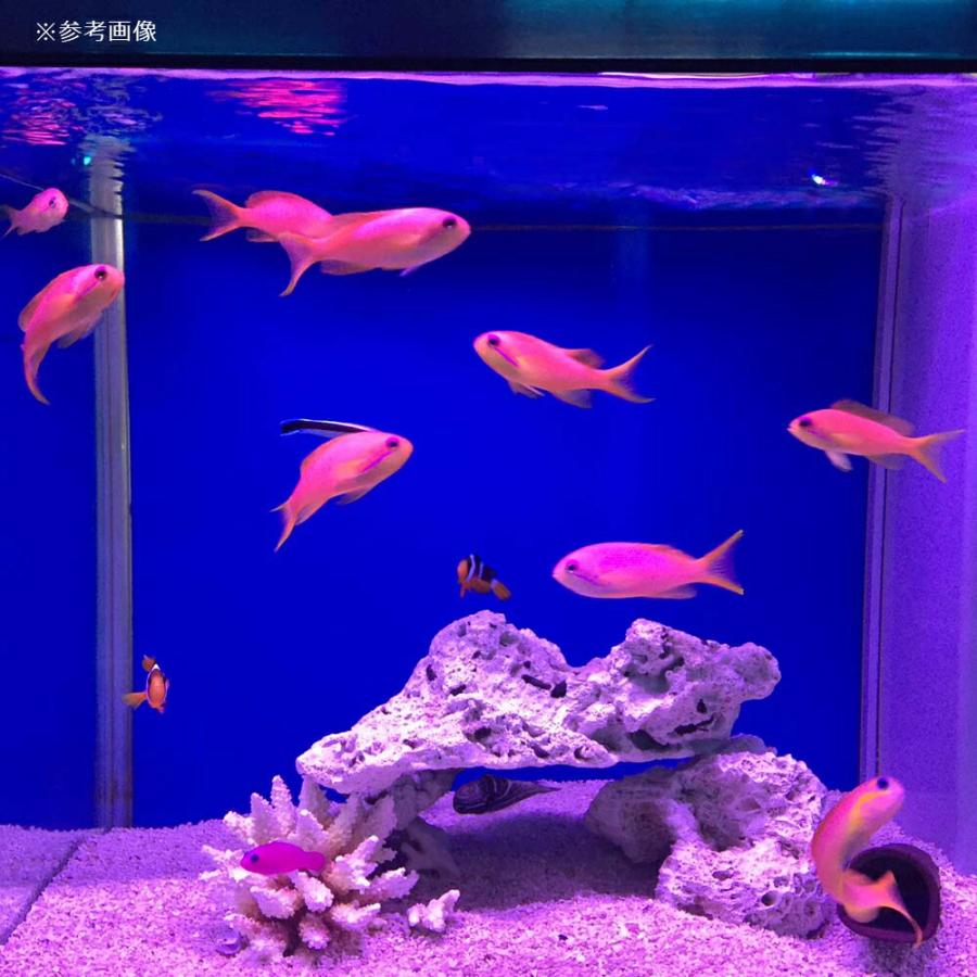 アウトレット品　メーカー直送　ゼンスイ　ＬＥＤ　ＰＬＵＳ　１５０ｃｍ　ビューティールクス　水槽用照明　ライト　熱帯魚　水草　同梱不可・送料無料　訳あり_2