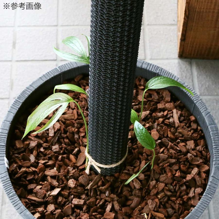 Leaf Corp 支柱 プラ支柱 太目 95cm モンステラ ポトス : charm 第