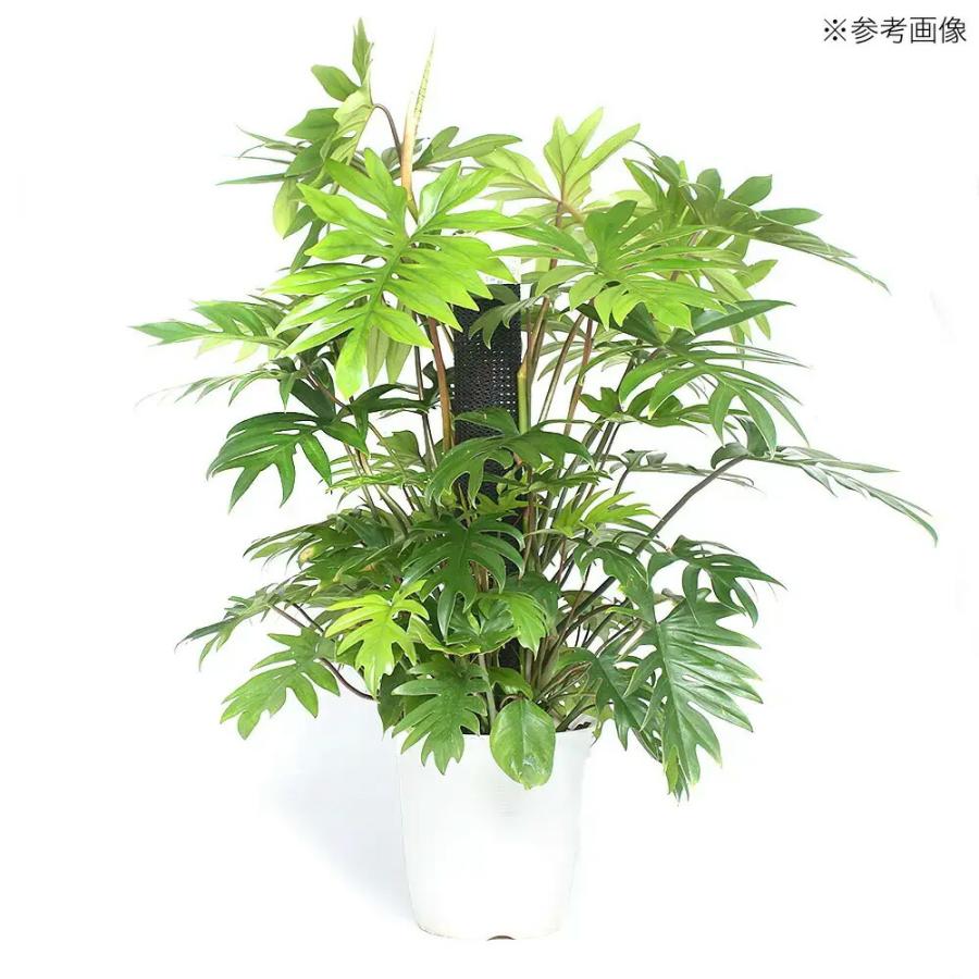 Leaf Corp 支柱 プラ支柱 太目 95cm モンステラ ポトス : charm 第