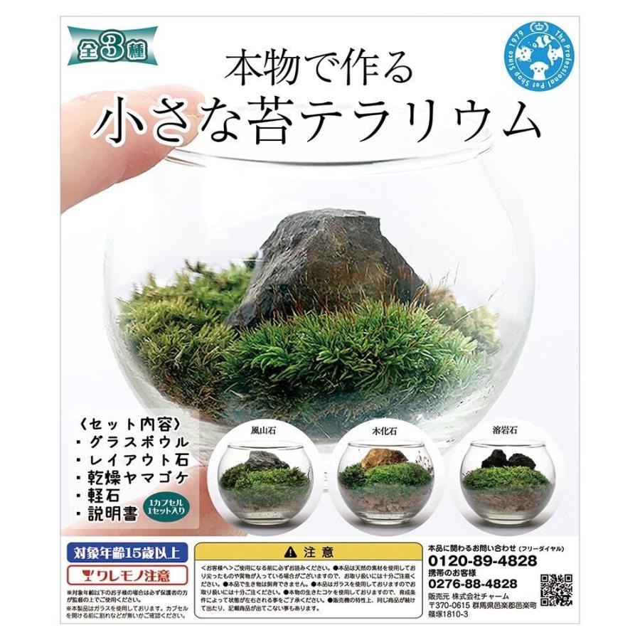 種類おまかせ　本物で作る　小さな苔テラリウム　カプセルトイ（Yahoo!・charm 第2ヤフー店）