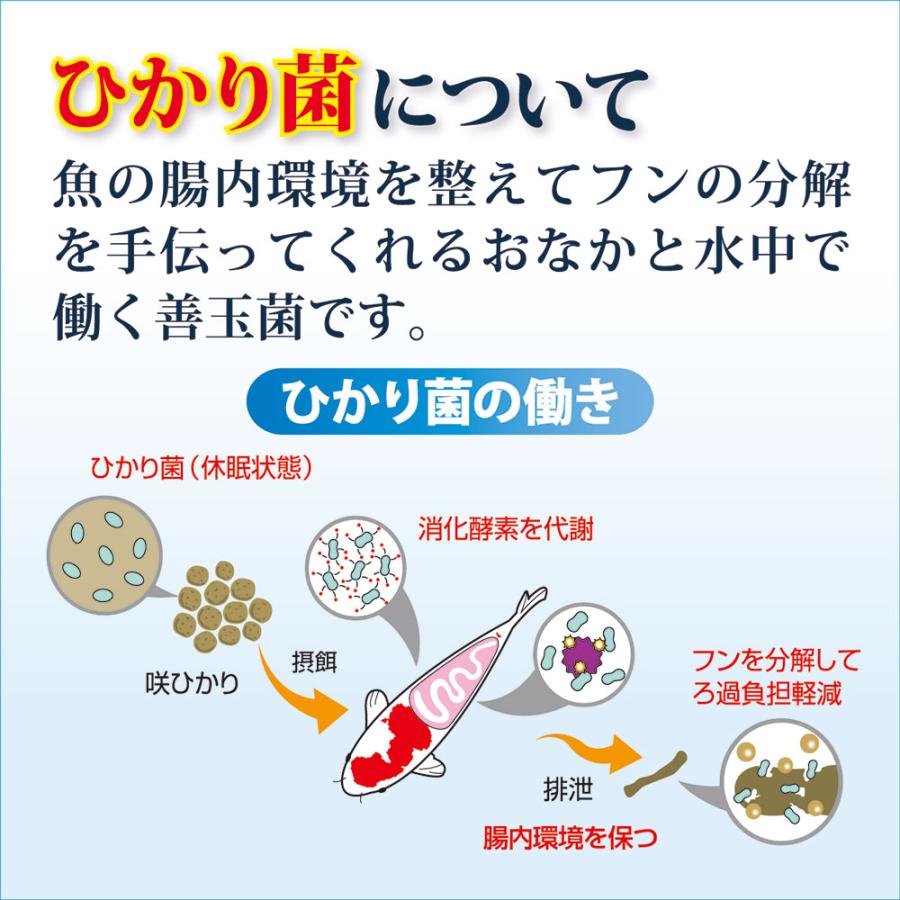 取寄せ商品　キョーリン　咲ひかり　色揚用　沈下　Ｌ　２０ｋｇ　錦鯉　餌　飼料　鯉の餌_6